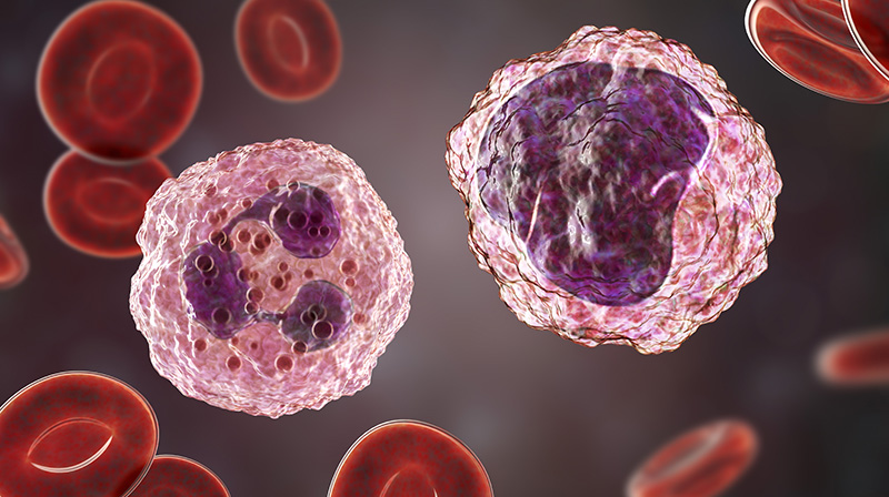 Myeloid cells